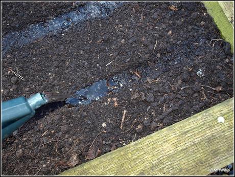 Sowing Carrots