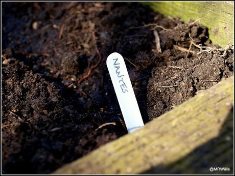 Sowing Carrots