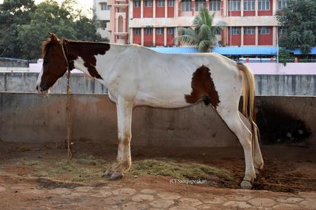 Stallions ~ race, breeding and pedigree !!