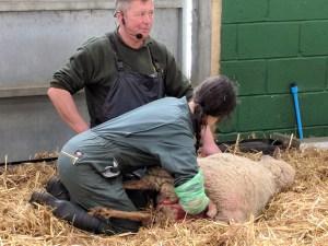 See Lambing at Bocketts Farm, Surrey