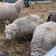 See Lambing at Bocketts Farm, Surrey