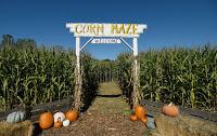 Corn Maze