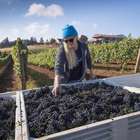 My Latest in Wines & Vines Magazine: Seeking Perfection in Pinot Noir