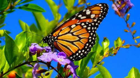Image result for BUTTERFLIES