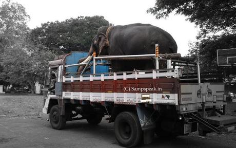 truck carrying elephant overturns ~ pachyderm killed ~ couple injured