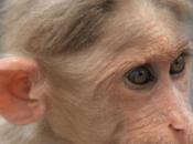 DAILY PHOTO: Barachukki Monkey