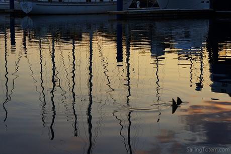 Cownose ray winglets disturb Marina Chiapas water at dusk