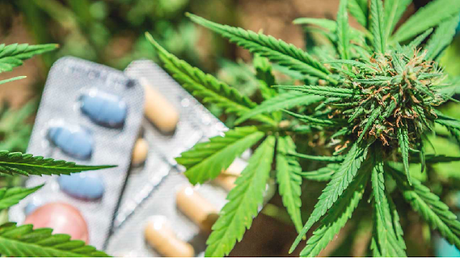 Studies Say Legal Marijuana Reduces Opioid Use