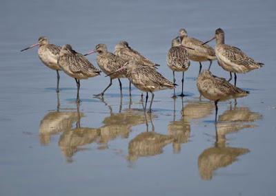 BIRDS, BEACH AND SUN: A Spring Weekend in La Jolla, CA