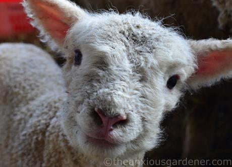 Reblogging: Lambing