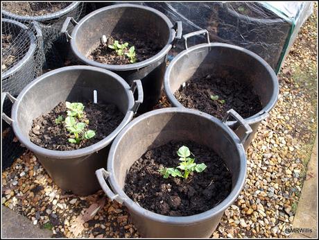 Earthing-up my potatoes