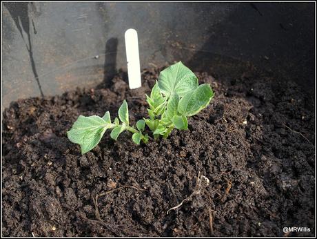 Earthing-up my potatoes