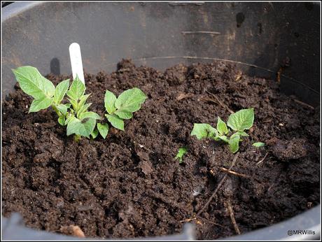 Earthing-up my potatoes