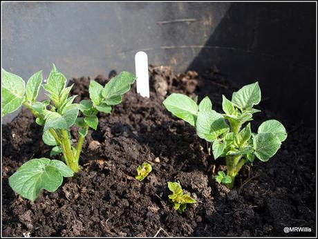 Earthing-up my potatoes