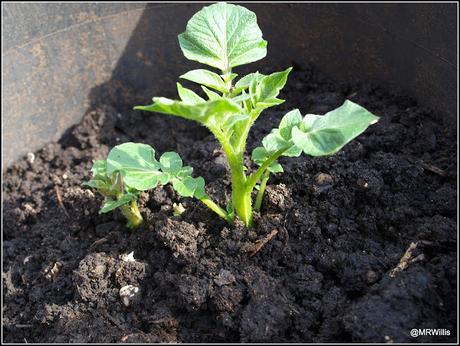 Earthing-up my potatoes