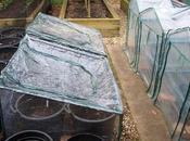 Earthing-up Potatoes