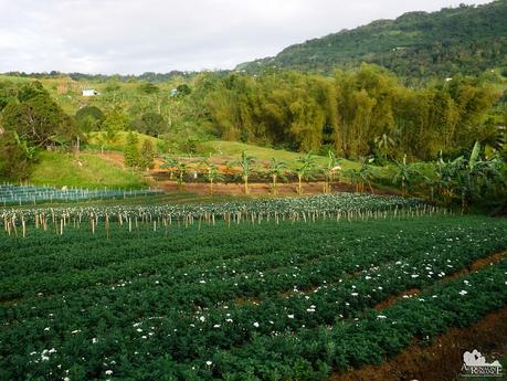 Flower farms of Sudlon