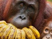 Iceland Bans Palm Products Super Markets Saving Orangutans