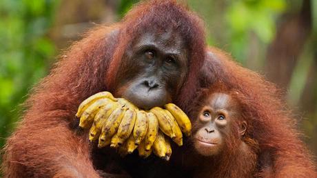 Iceland bans palm oil products in super markets ~ Saving Orangutans Iceland bans palm oil products in super markets ~ Saving Orangutans