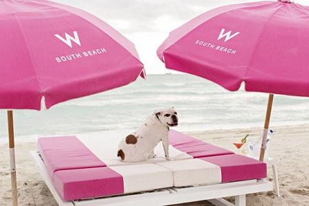 Miami Beach welcomes travelers and their pets