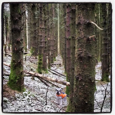 Toby in the hailstones - Carrie Gault - https://growourown.blogspot.co.uk/