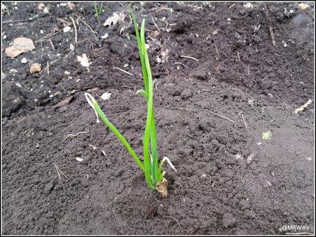 Planting onions and shallots