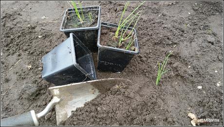 Planting onions and shallots