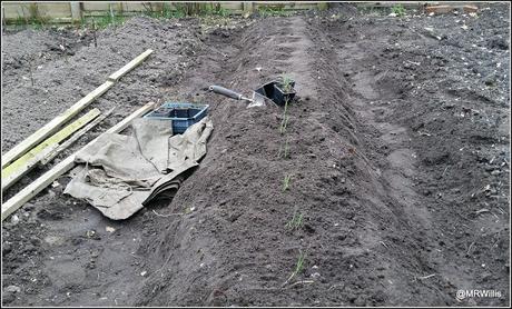 Planting onions and shallots