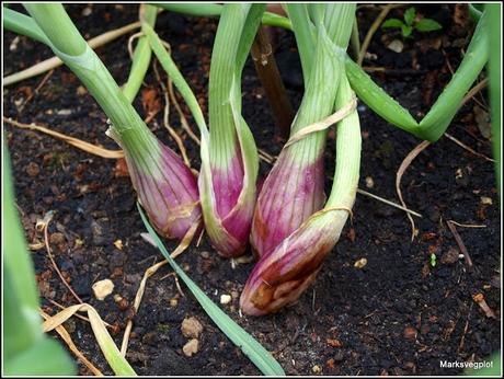 Planting onions and shallots