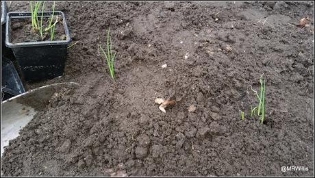 Planting onions and shallots