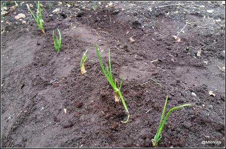 Planting onions and shallots
