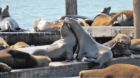 Sea Lions at Pier 39