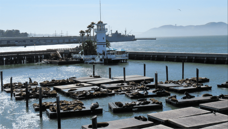 Sea Lions at Pier 39