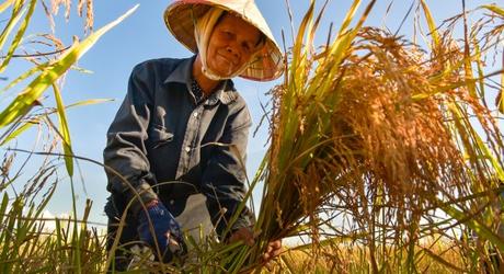 Halong Bay or Mekong Delta: Farming on the Delta