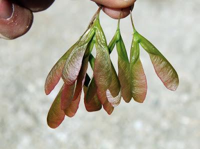 Hints of Spring while the Boxelder Waits