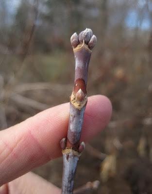 Hints of Spring while the Boxelder Waits
