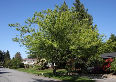 Hints of Spring while the Boxelder Waits