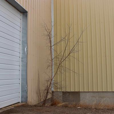 Hints of Spring while the Boxelder Waits