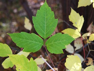 Hints of Spring while the Boxelder Waits