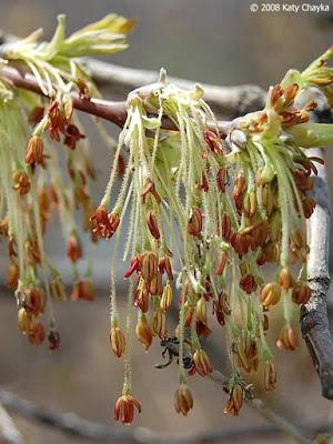 Hints of Spring while the Boxelder Waits