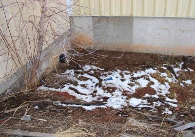 Hints of Spring while the Boxelder Waits