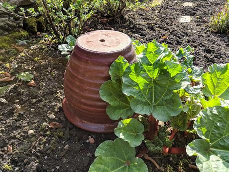 Forced Rhubarb pot