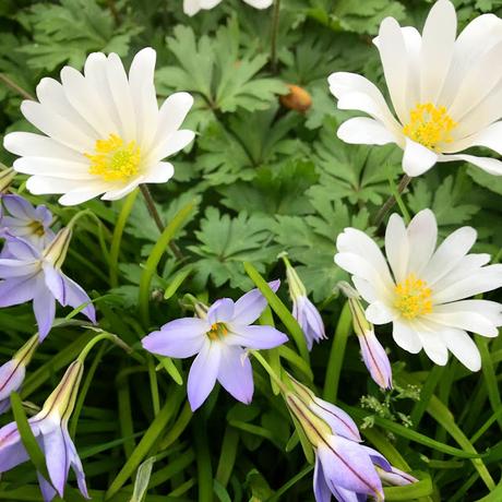 In & Around #London #Photoblog… Gordon Square, Bloomsbury - First Signs Of Spring