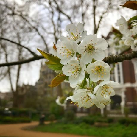 In & Around #London #Photoblog… Gordon Square, Bloomsbury - First Signs Of Spring