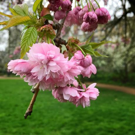 In & Around #London #Photoblog… Gordon Square, Bloomsbury - First Signs Of Spring