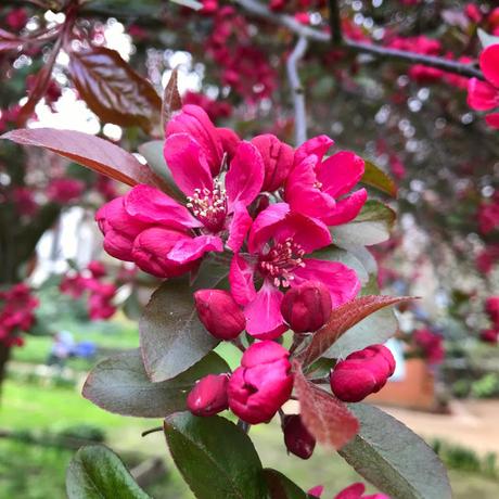 In & Around #London #Photoblog… Gordon Square, Bloomsbury - First Signs Of Spring