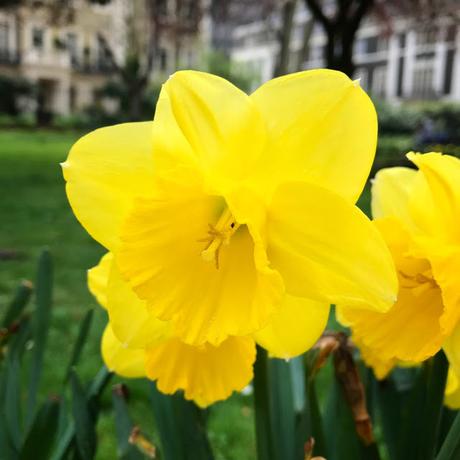 In & Around #London #Photoblog… Gordon Square, Bloomsbury - First Signs Of Spring
