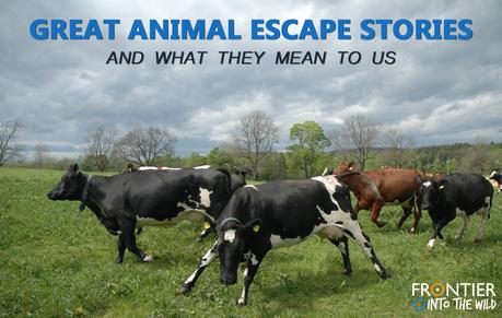 Great Animal Escape Stories - And What They Mean To Us Great Animal Escape Stories - And What They Mean To Us