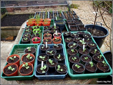 Stocking up with Brassicas