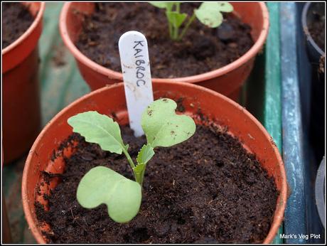 Stocking up with Brassicas